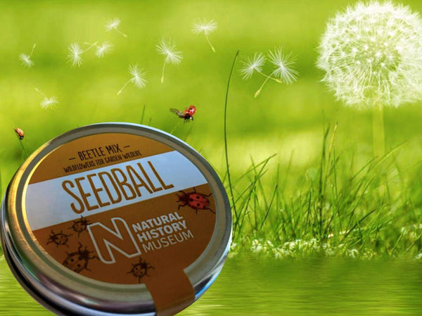 Beetle Mix seedballs