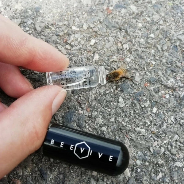The Bee Revival Kit
